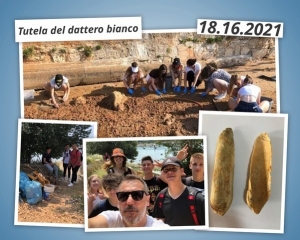 Ultimo giorno di scuola all&rsquo;insegna dell&rsquo;ecologia: Tutela della specie protetta di dattero bianco, Pholas dactylus (L. 1758), e salvaguardia del suo habitat