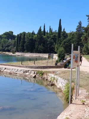 Tutela del papavero giallo Glaucium flavum Crantz